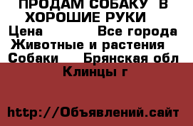 ПРОДАМ СОБАКУ  В ХОРОШИЕ РУКИ  › Цена ­ 4 000 - Все города Животные и растения » Собаки   . Брянская обл.,Клинцы г.